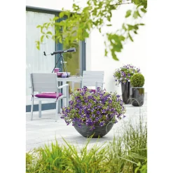 Petunie Night Sky Topf Durchmesser 12 cm*Plantiflor Best