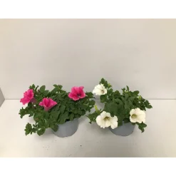 Petunie Surfinia Topf Durchmesser 12 cm*Plantiflor