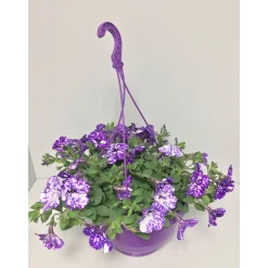 Petunien-Ampel Night Sky T25*Plantiflor