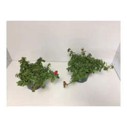 Portulakröschen T13 versch Farben*Plantiflor Outlet