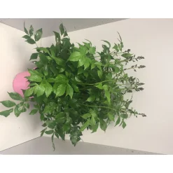 Plantiflor Prachtspieren Atilbe 4 L