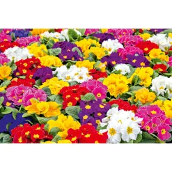 Primel, 10er Pack*Plantiflor Sale
