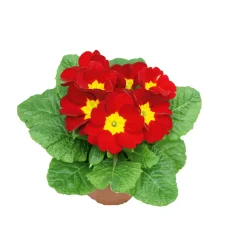 Plantiflor Primel Topf Durchmesser 10,5 cm