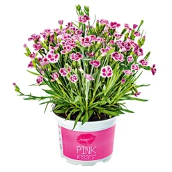 Plantiflor Prinzess-Nelke Pink Kisses Topf- Durchmesser 12 cm