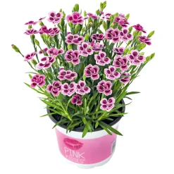 Plantiflor Prinzess-Nelke Pink Kisses Topf- Durchmesser 12 cm