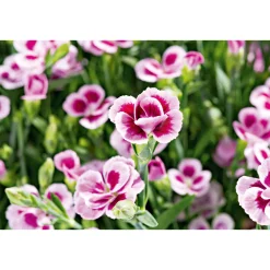 Plantiflor Prinzess-Nelke Pink Kisses Topf- Durchmesser 12 cm