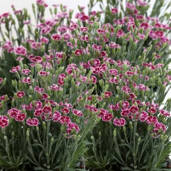 Plantiflor Prinzess-Nelke Pink Kisses Topf- Durchmesser 12 cm