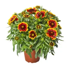 Prärie-Korkadenblume Topf Durchmesser 19 cm^Plantiflor Clearance