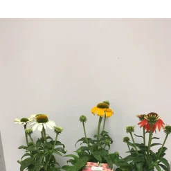 Purpur-Sonnenhut Topf Durchmesser 13 cm*Plantiflor Best