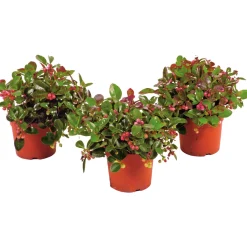 Rebhuhnbeere Topf Durchmesser 10,5 cm^Plantiflor