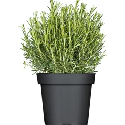 Rosmarin im Topf Durchmesser 14 cm*Plantiflor