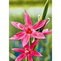 Roter Sumpfspaltgriffel in Sorten 9 cm*Plantiflor