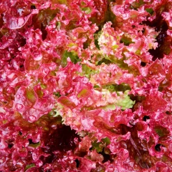 Salatjungpflanze Lollo Rosso 6er-Pack^Plantiflor New