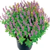 Salbei T14^Plantiflor Discount