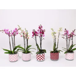 Schmetterlingsorchidee 3-Triebe Topf- Durchmesser 12 cm*Plantiflor Online