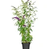 Schmetterlingsstrauch im Topf Durchmesser 19 cm*Plantiflor Hot
