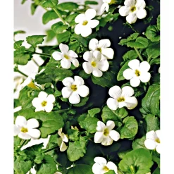 Plantiflor Schneeflockenblume T13