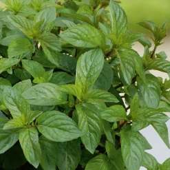 Plantiflor Schokoladen Minze Topf Durchmesser 12 cm