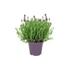 Plantiflor Schopf-Lavendel Topf- Durchmesser 14 cm
