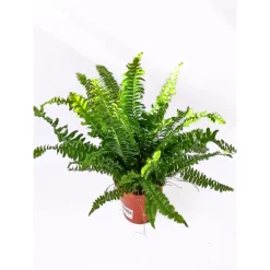 Schwertfarn 35-40 cm T12/13*Plantiflor