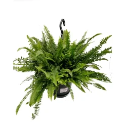 Schwertfarn Green Lady Ampel T19^Plantiflor Clearance