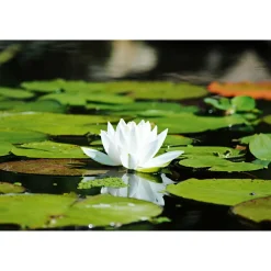 Seerose verschiedene Sorten Topf Durchmesser 11 cm^Plantiflor New