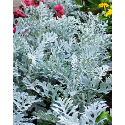 Silberblatt Topf Durchmesser 9 cm*Plantiflor Clearance