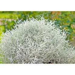 Plantiflor Silberkörbchen Topf Durchmesser 10,5 cm