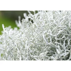 Plantiflor Silberkörbchen Topf Durchmesser 10,5 cm