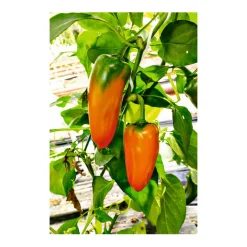 Snackpaprika Coronor Bio*Plantiflor Online