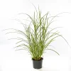 Plantiflor Solitär-Gräser Topf Durchmesser 23 cm