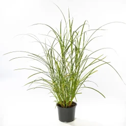 Plantiflor Solitär-Gräser Topf Durchmesser 23 cm