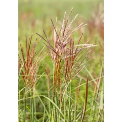 Plantiflor Solitär-Gräser Topf Durchmesser 23 cm