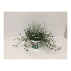 Stacheldrahtpflanze Durchmesser 12 cm^Plantiflor Clearance