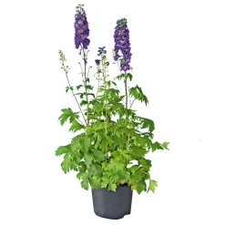 Staude P19 verschiedene Sorten^Plantiflor