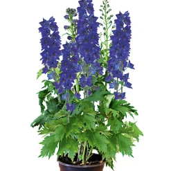 Staude P19 verschiedene Sorten^Plantiflor