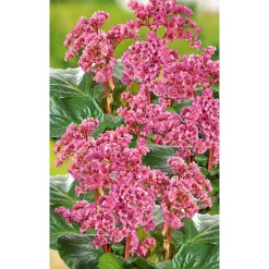 Staude P19 verschiedene Sorten^Plantiflor