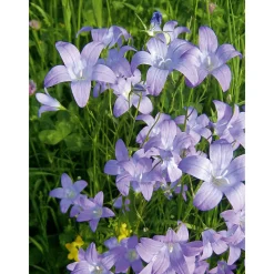 Staude P19 verschiedene Sorten^Plantiflor