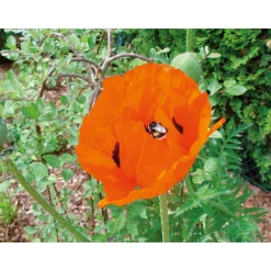 Staude P19 verschiedene Sorten^Plantiflor