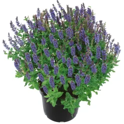 Stauden Topf- Durchmesser 17 cm*Plantiflor Outlet