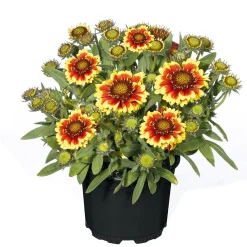 Stauden Topf- Durchmesser 17 cm*Plantiflor Outlet