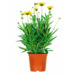 Steingartenstauden im Topf Durchmesser 13 cm*Plantiflor Best