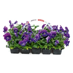 Stiefmütterchen 10er-Pack^Plantiflor Outlet