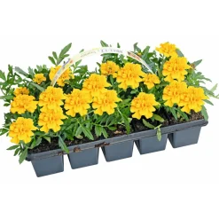 Studentenblume Tagetes 10er Tray*Plantiflor Outlet