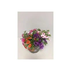 Tauberglöckchen 5 Freunde T15*Plantiflor Outlet