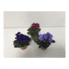 Usambaraveilchen blau/rosa/rot T6*Plantiflor Hot