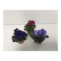 Usambaraveilchen blau/rosa/rot T6*Plantiflor Hot