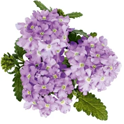 Plantiflor Verbene Temari weiß und rosa/rot T10,5