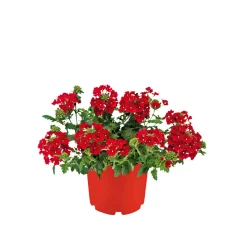Verbene verschiedene Farben T13^Plantiflor Clearance