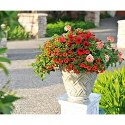 Verbene verschiedene Farben T13^Plantiflor Clearance